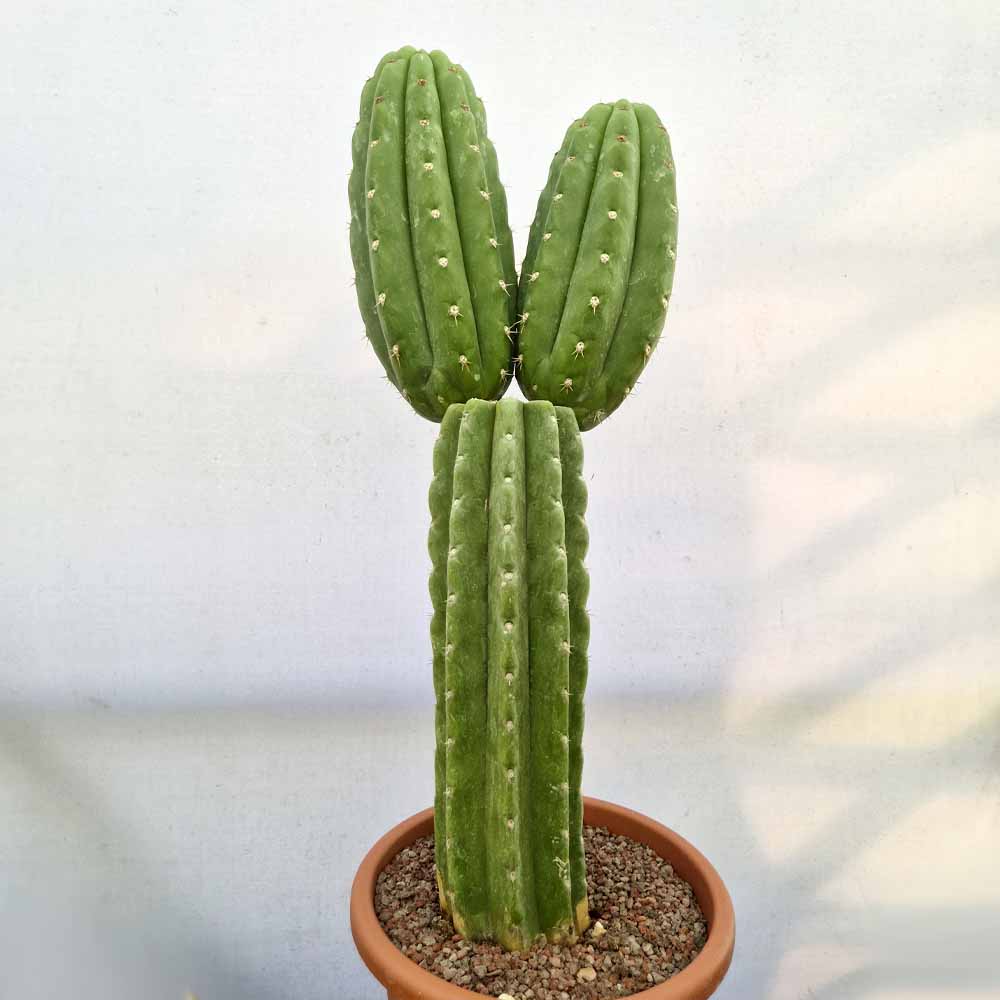 trichocereus bridgesii cactus