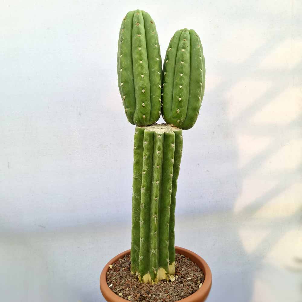 trichocereus bridgesii cactus