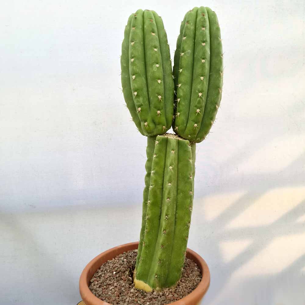 trichocereus bridgesii cactus