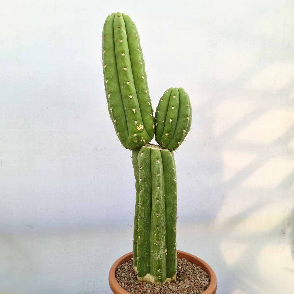 trichocereus bridgesii cactus