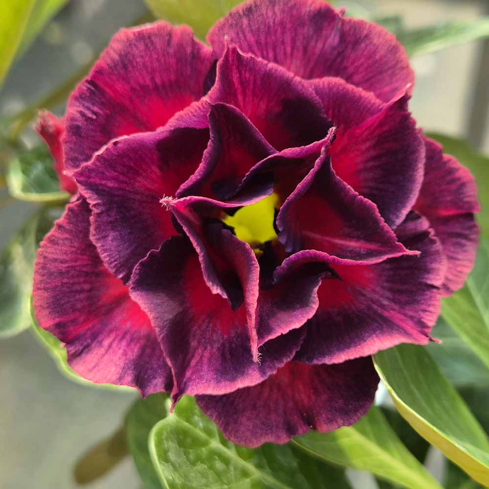 adenium hybrid fiore