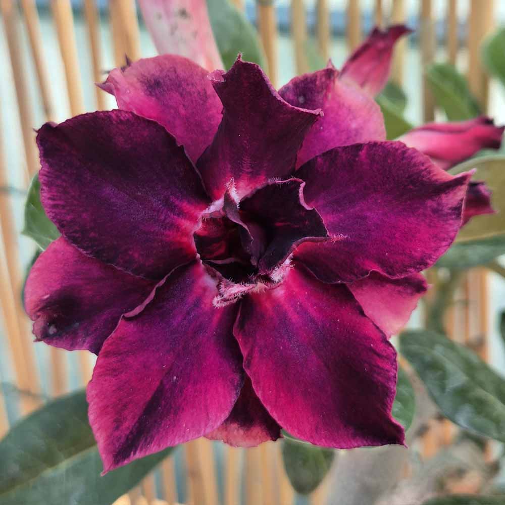 adenium hybrid fiore