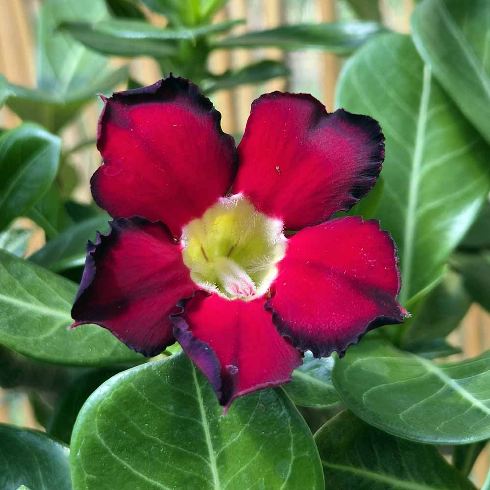 adenium rosso fiore
