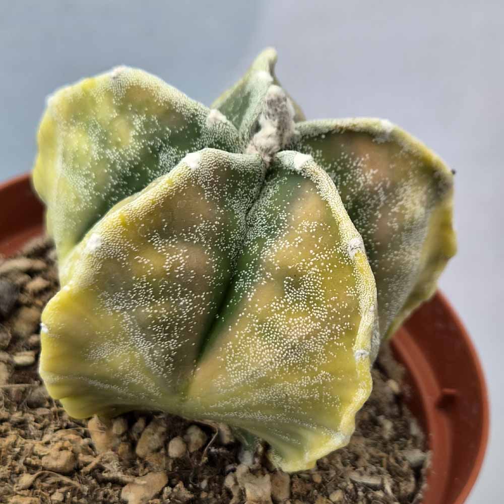 astrophytum myriostigma variegato