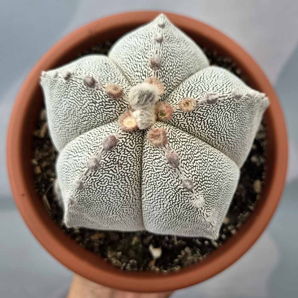 astrophytum onzuka