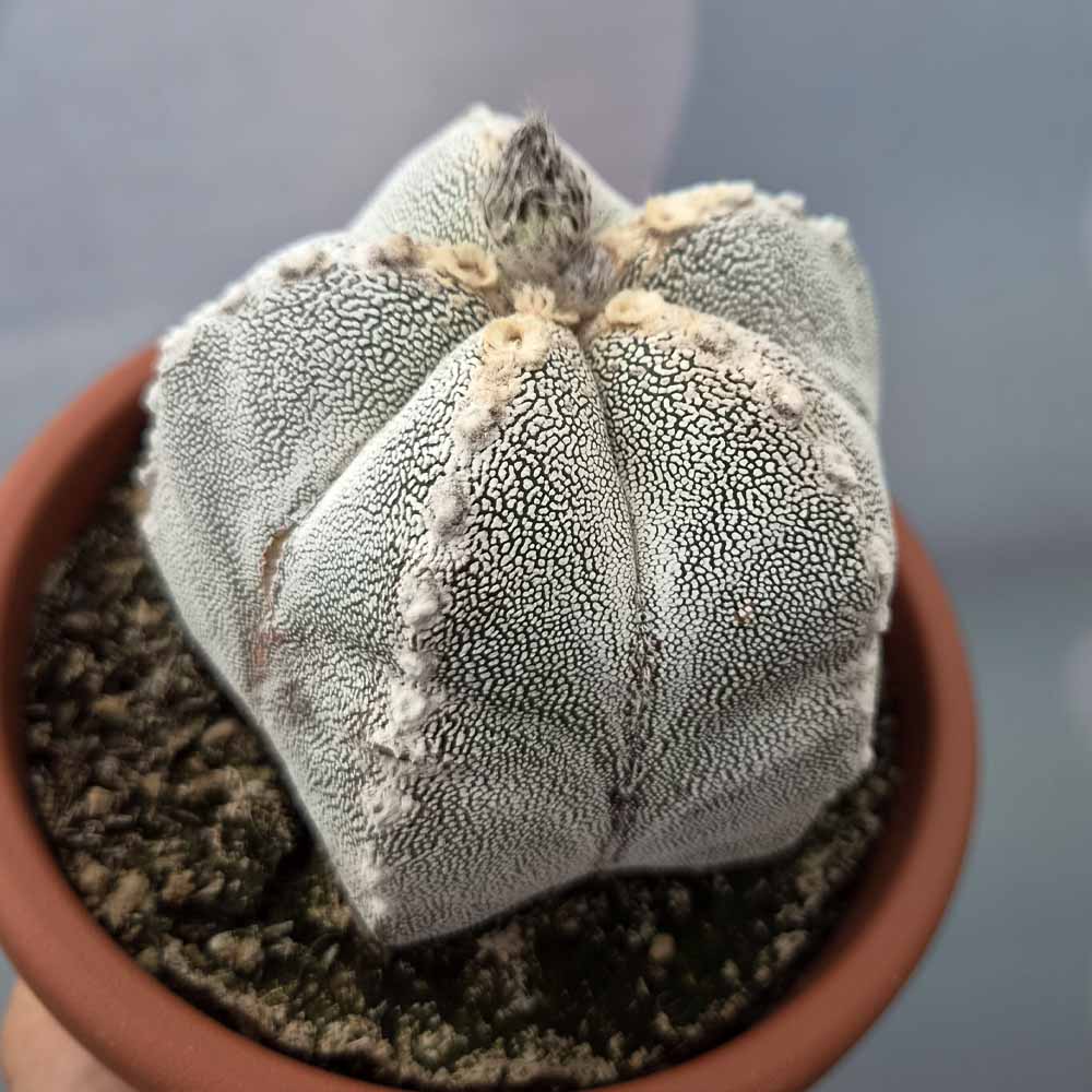 astrophytum onzuka cactus