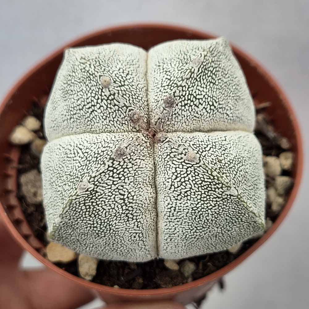 astrophytum onzuka quadricostato pianta