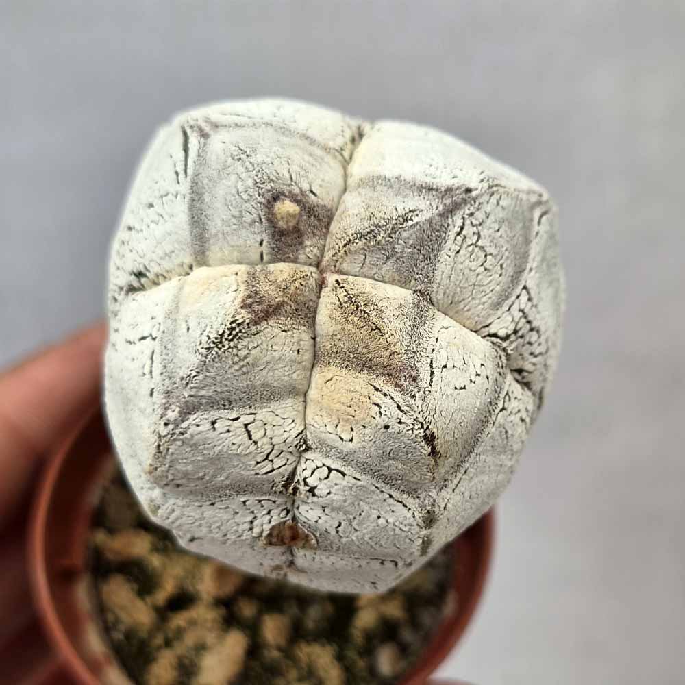 astrophytum onzuka quadricostato