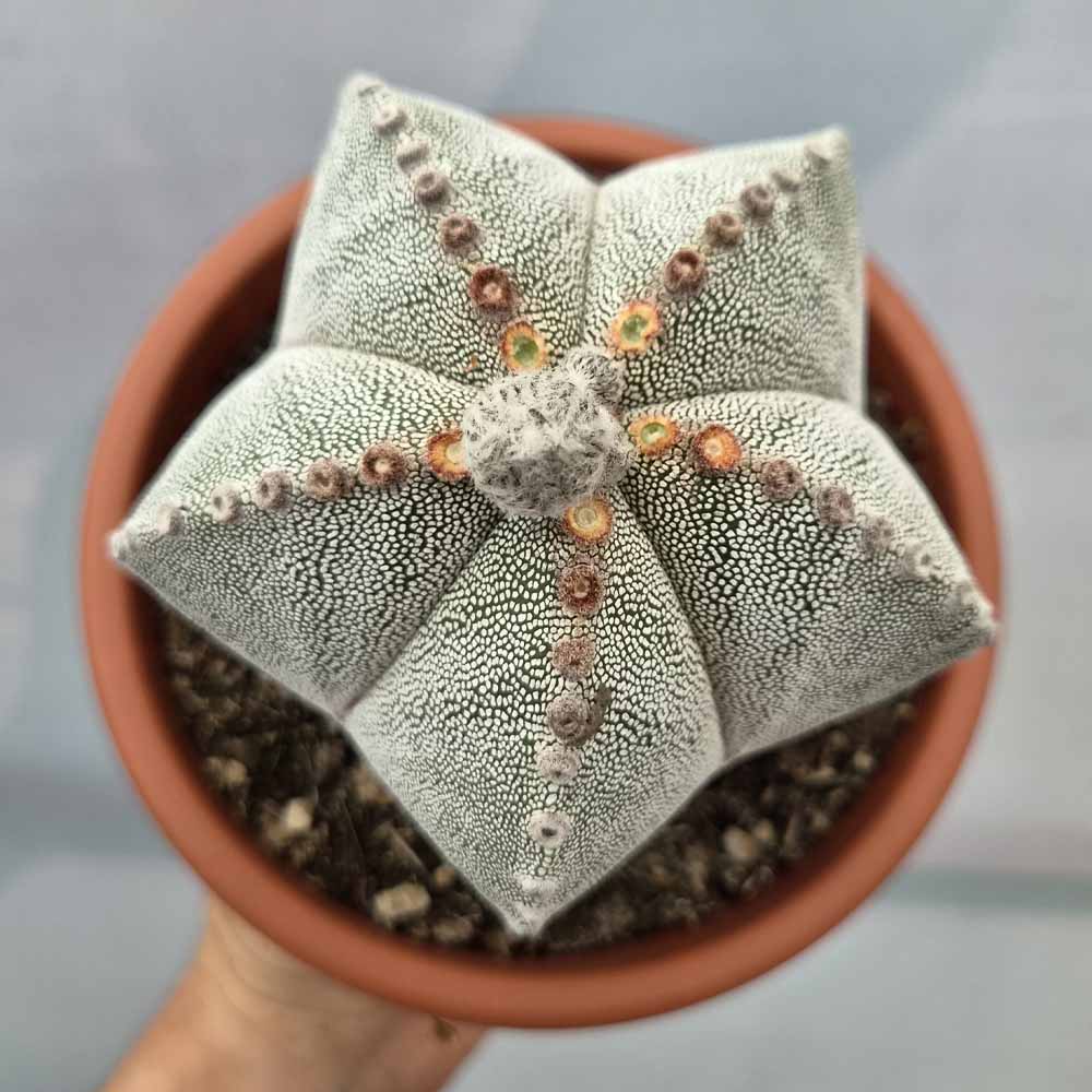 astrophytum onzuka