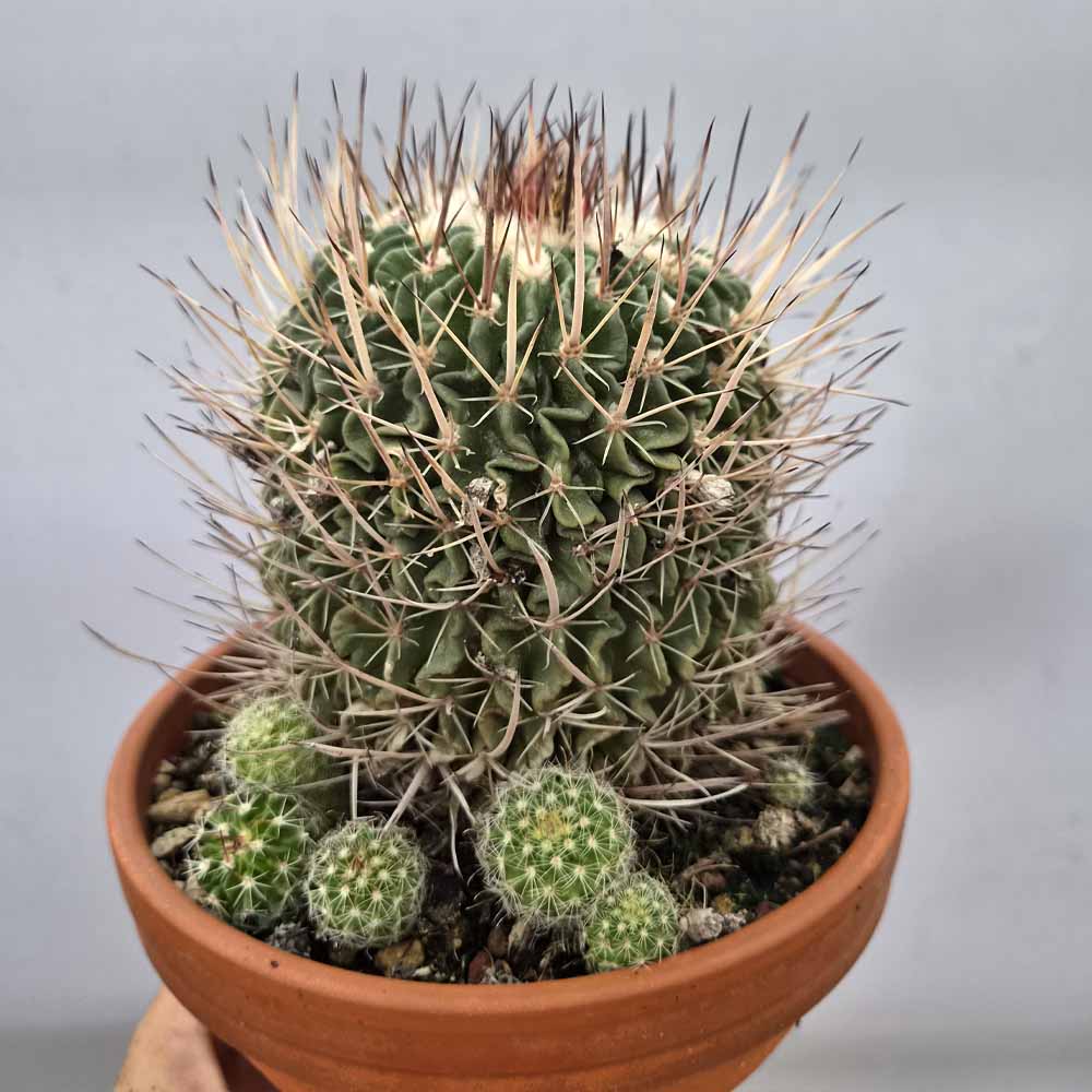 echinofossulocactus cactus