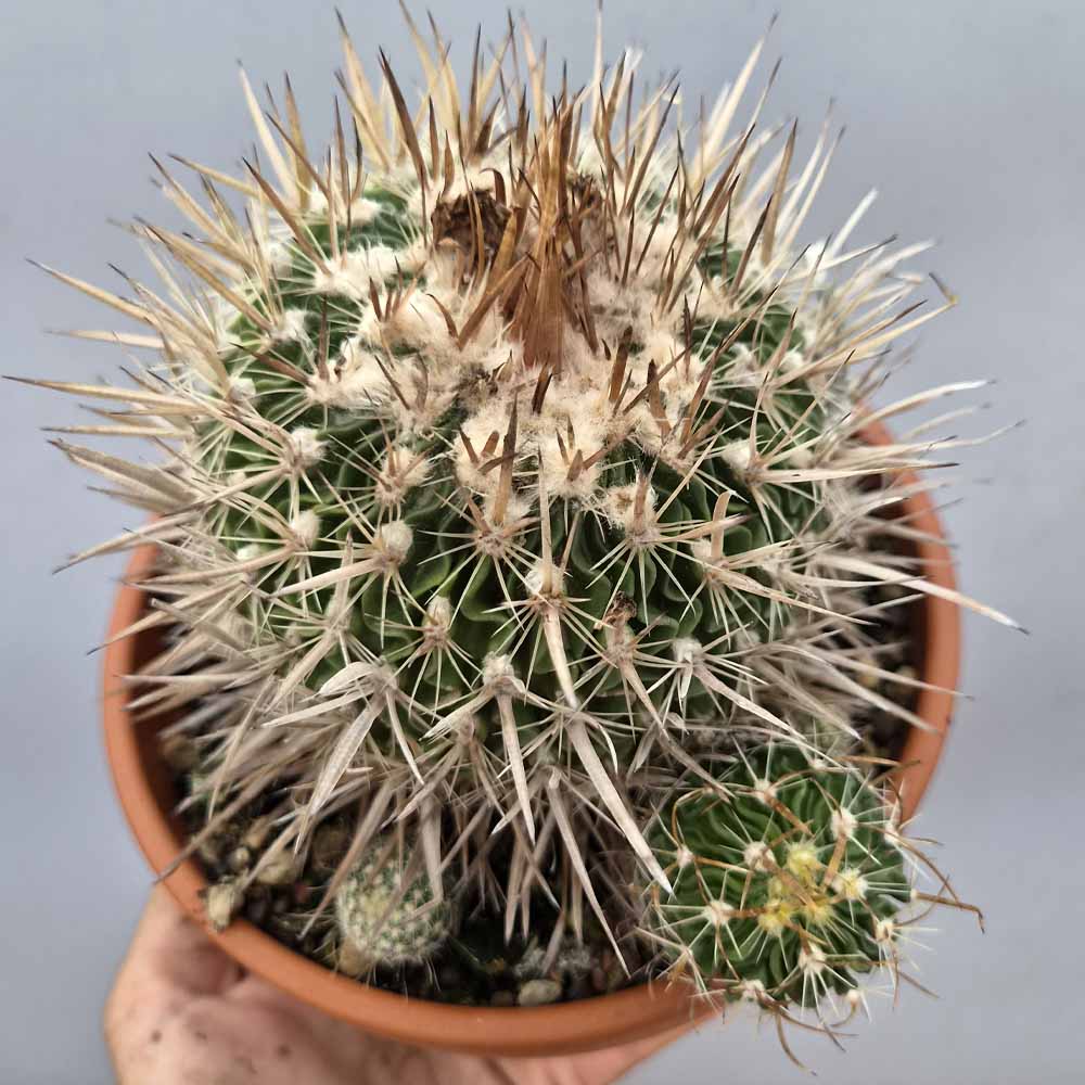 echinofossulocactus cactus