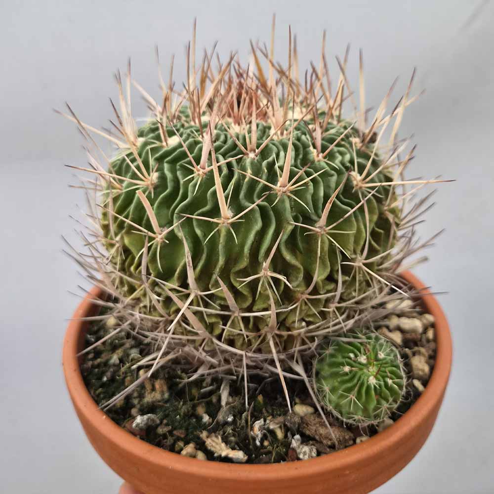 echinofossulocactus pianta