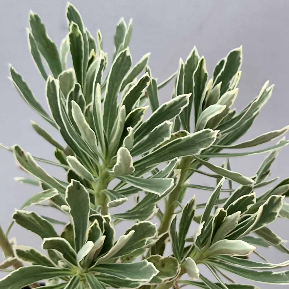 euphorbia CHARACIAS tasmanian tiger