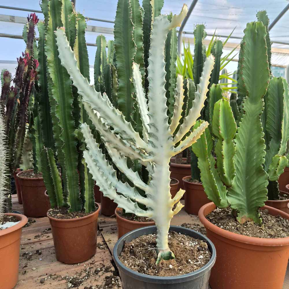 euphorbia lactea
