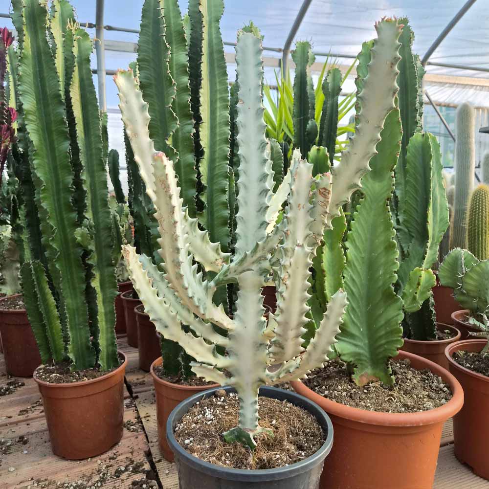 euphorbia lactea
