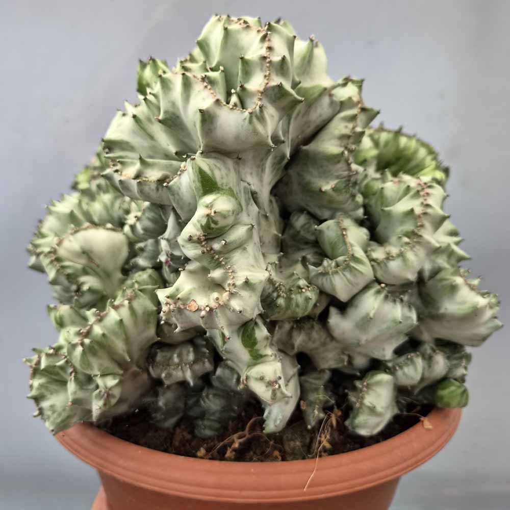 euphorbia lactea crestata