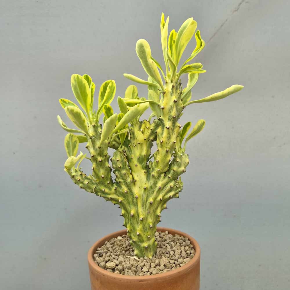 euphorbia neriifolia crestata VARIEGATA