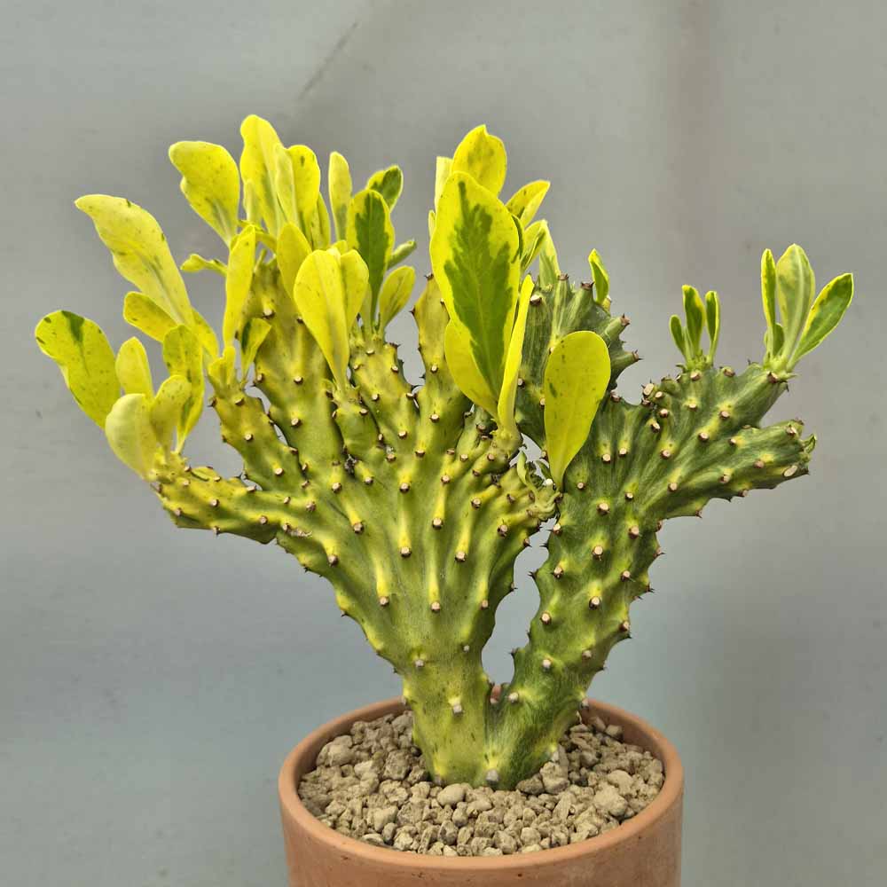 euphorbia neriifolia crestata VARIEGATA
