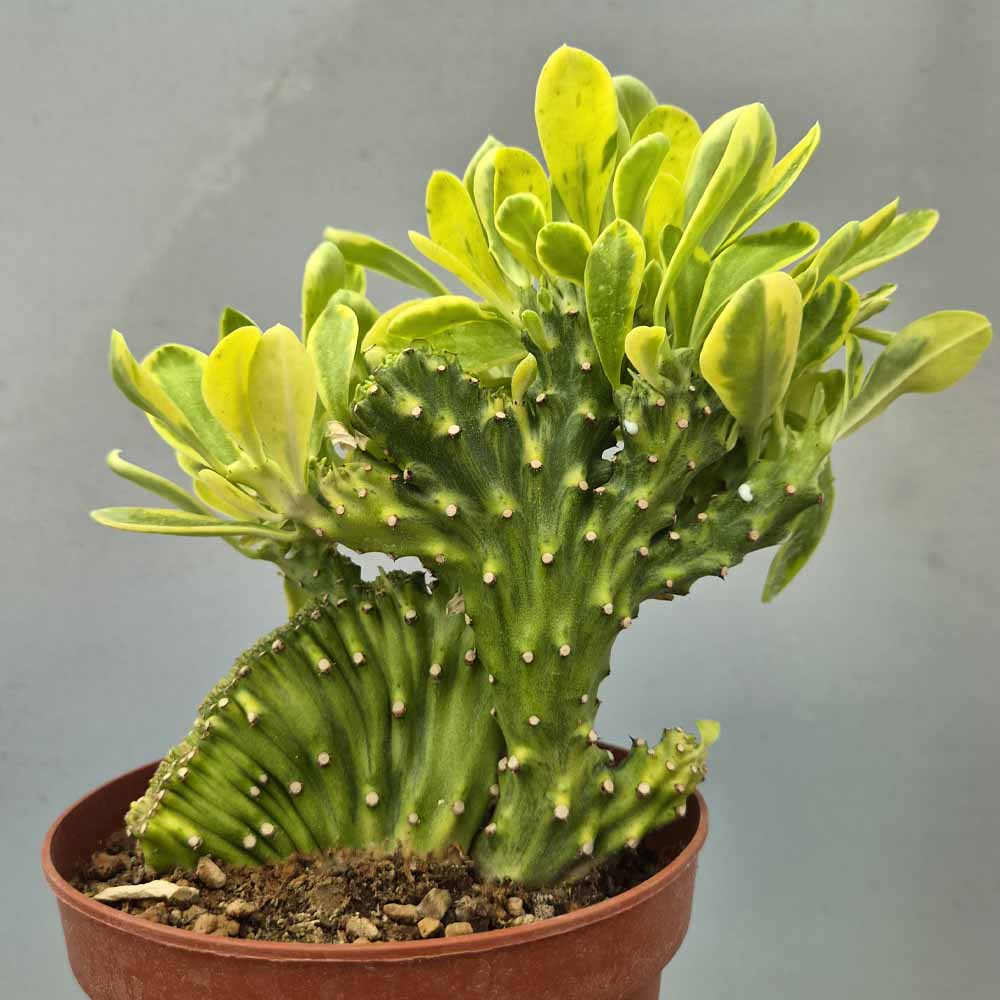 euphorbia neriifolia variegata