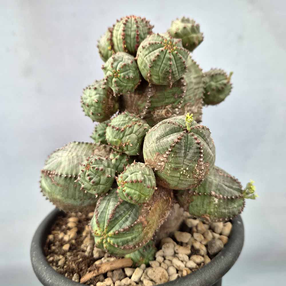 euphorbia pseudoglobosa