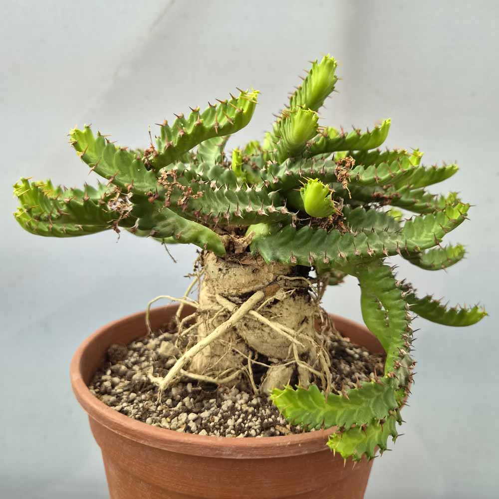 euphorbia stellata