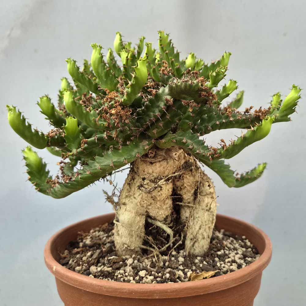 euphorbia stellata cactus