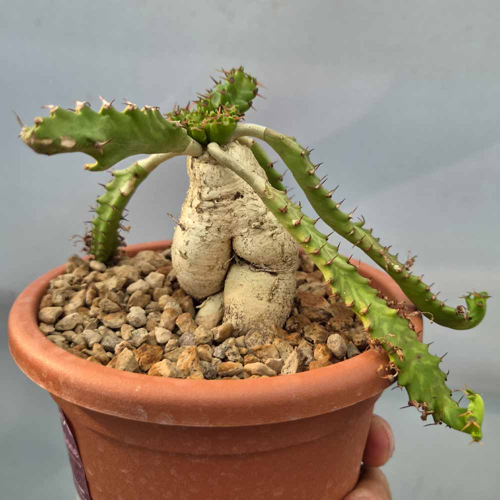 euphorbia stellata cactus