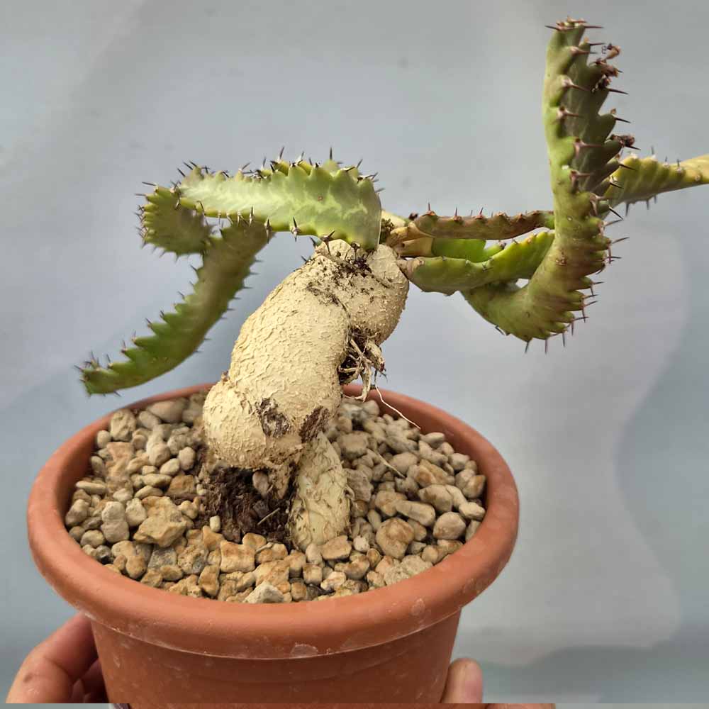 euphorbia stellata cactus