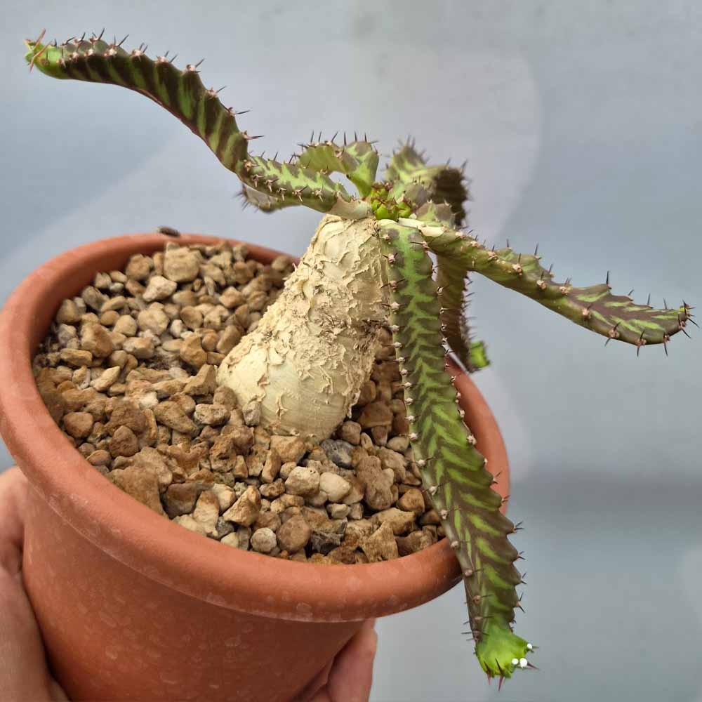 euphorbia stellata pianta