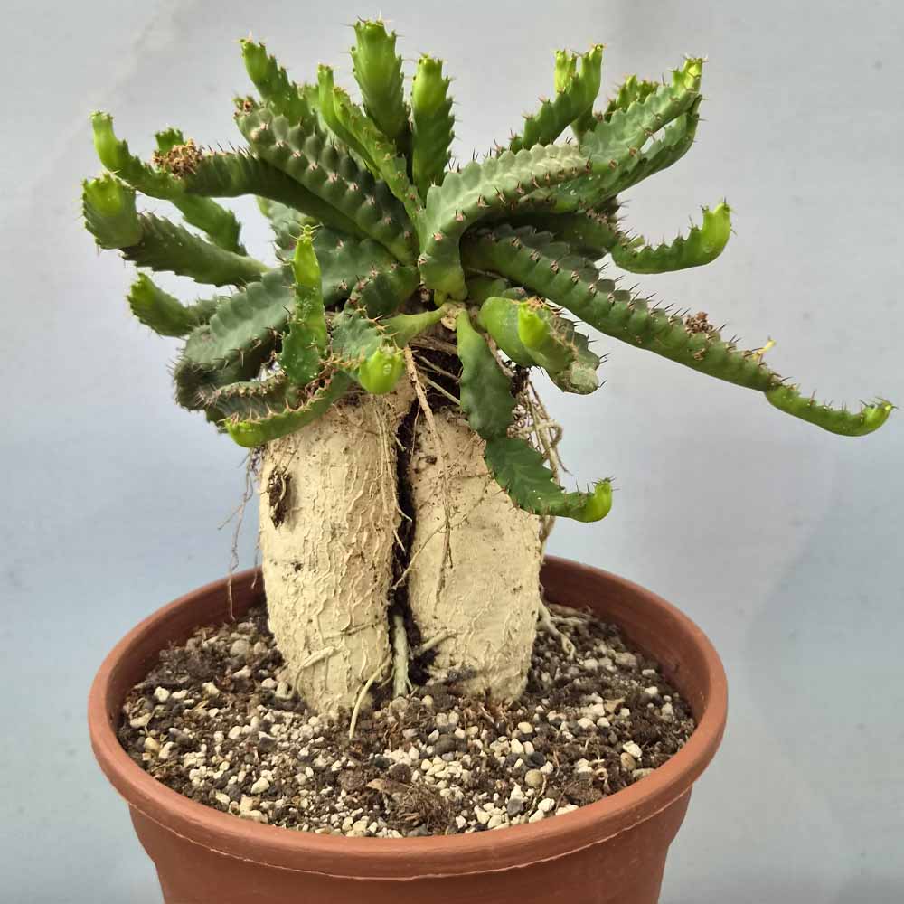 euphorbia stellata