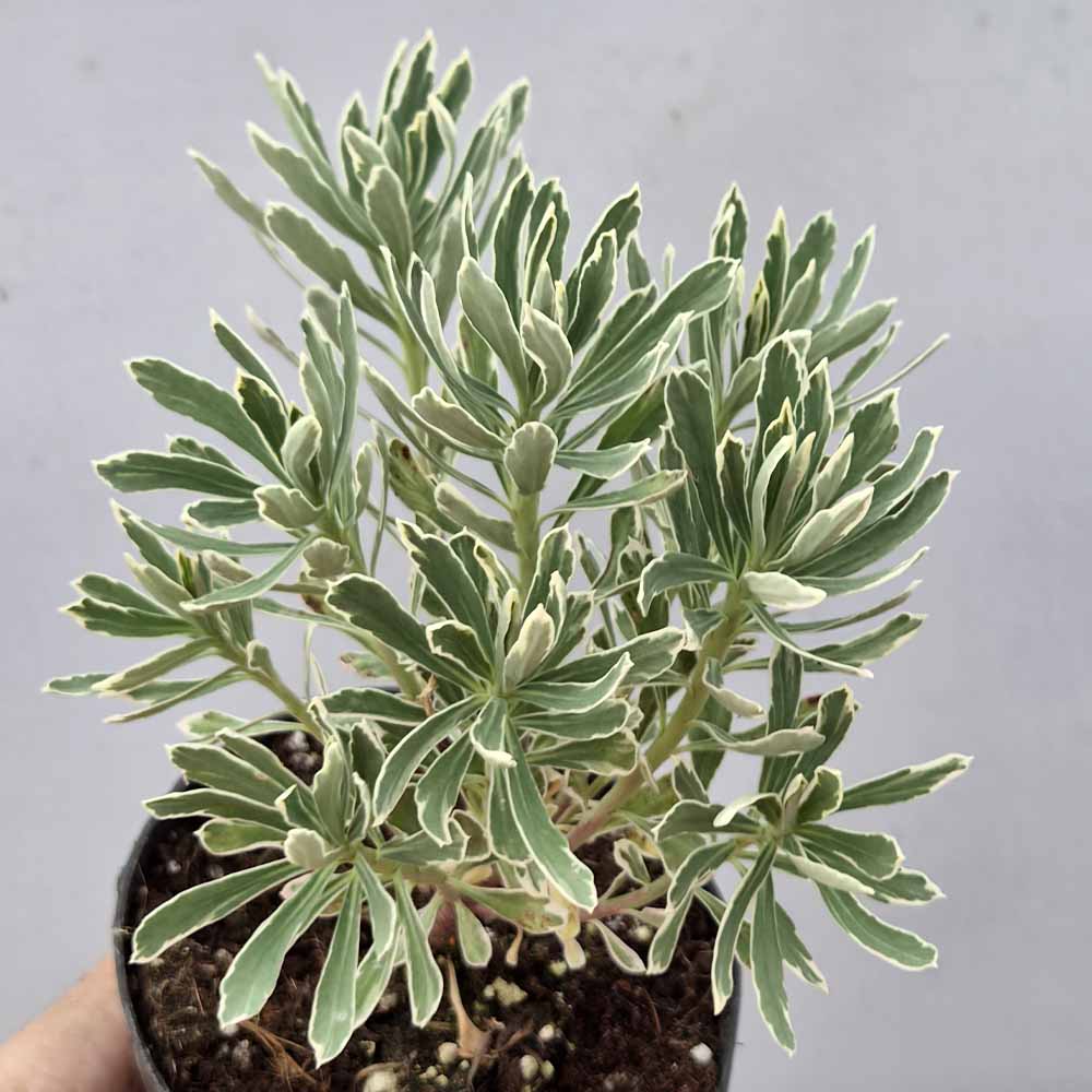 euphorbia tasmanian tiger