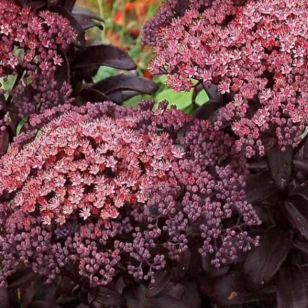 sedum back in black FIORE