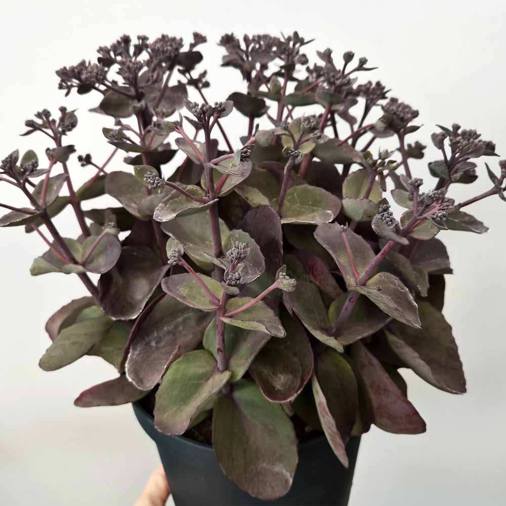 sedum back in black pianta
