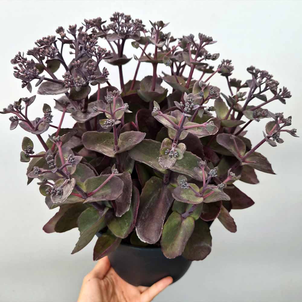 sedum back in black