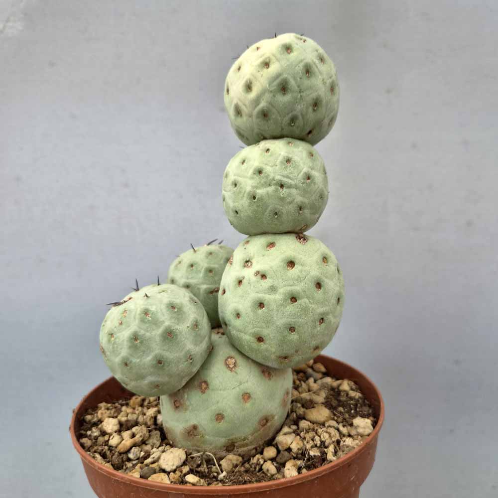 tephrocactus geometricus CACTUS