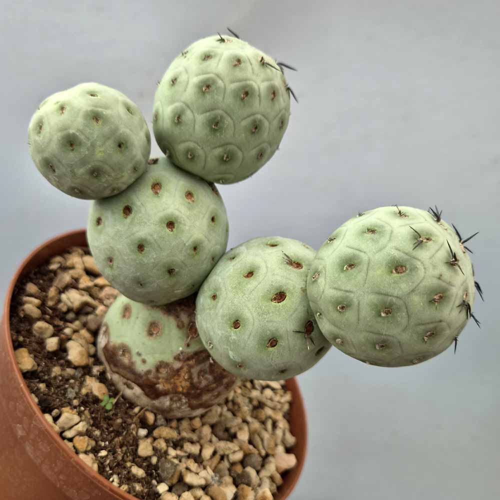 tephrocactus geometricus cactus