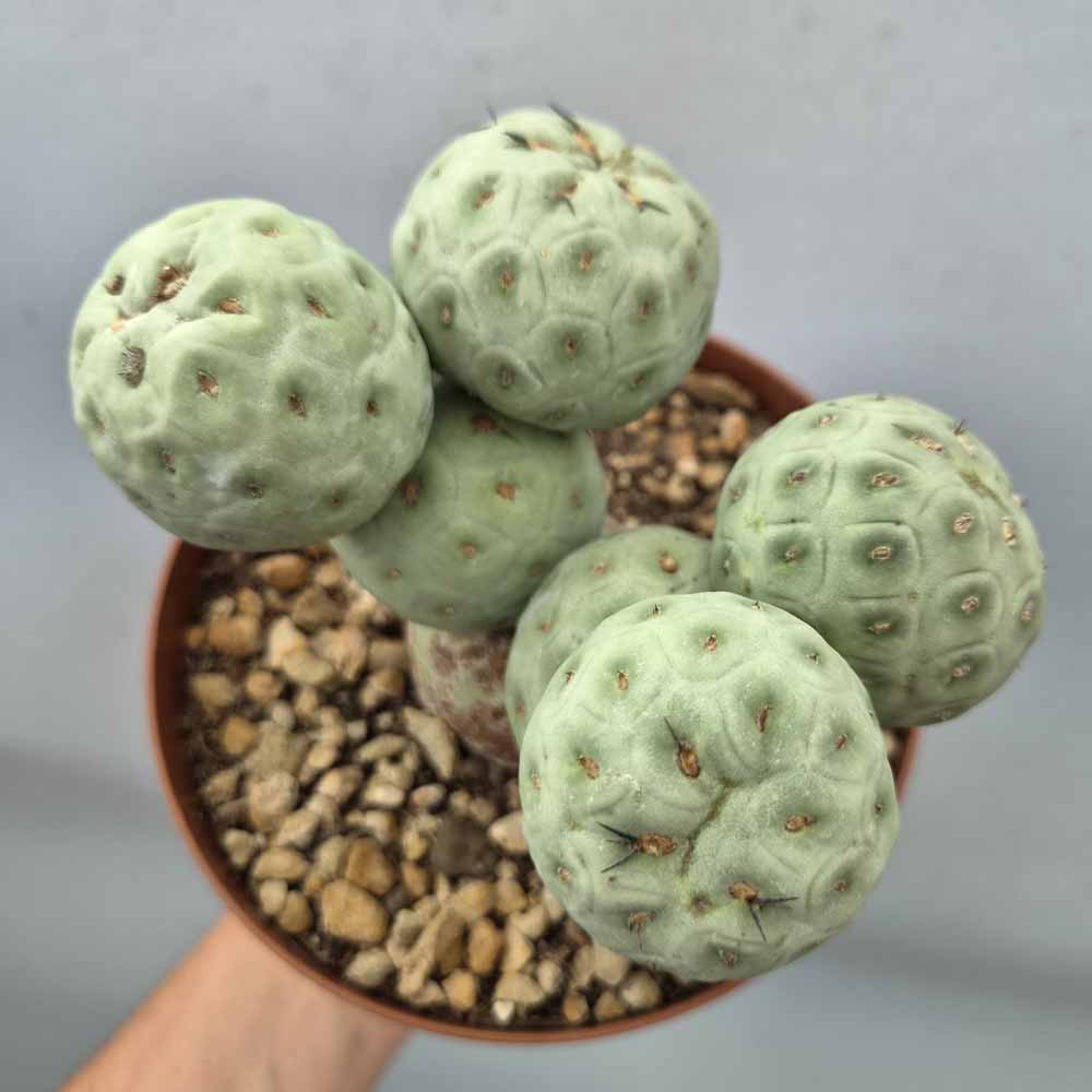 tephrocactus geometricus cactus