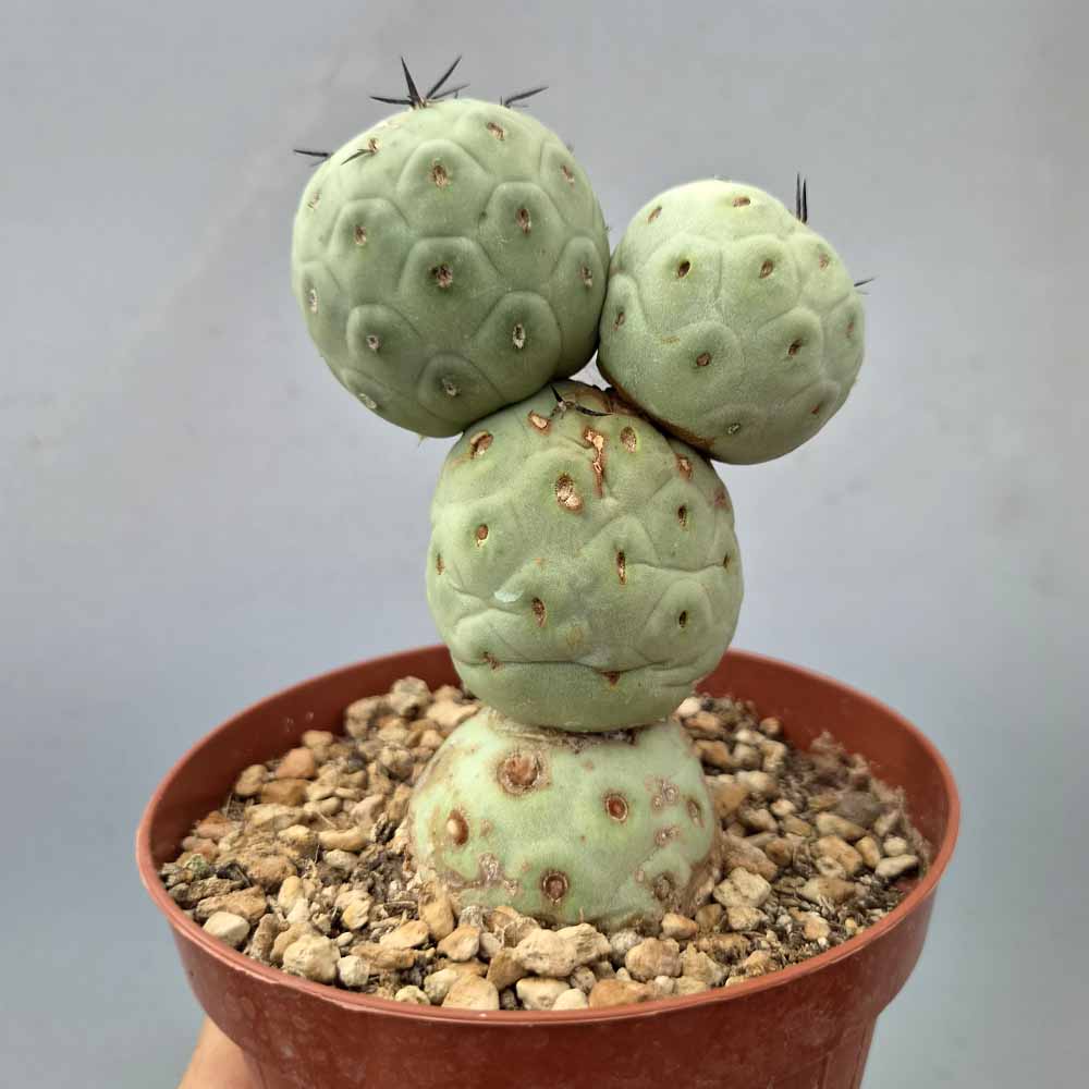 tephrocactus geometricus cactus