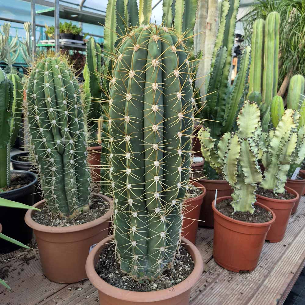trichocereus pasacana