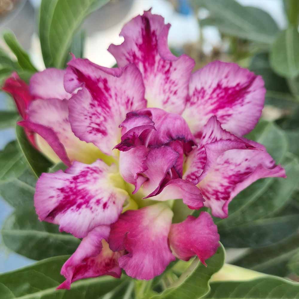 adenium hybrid