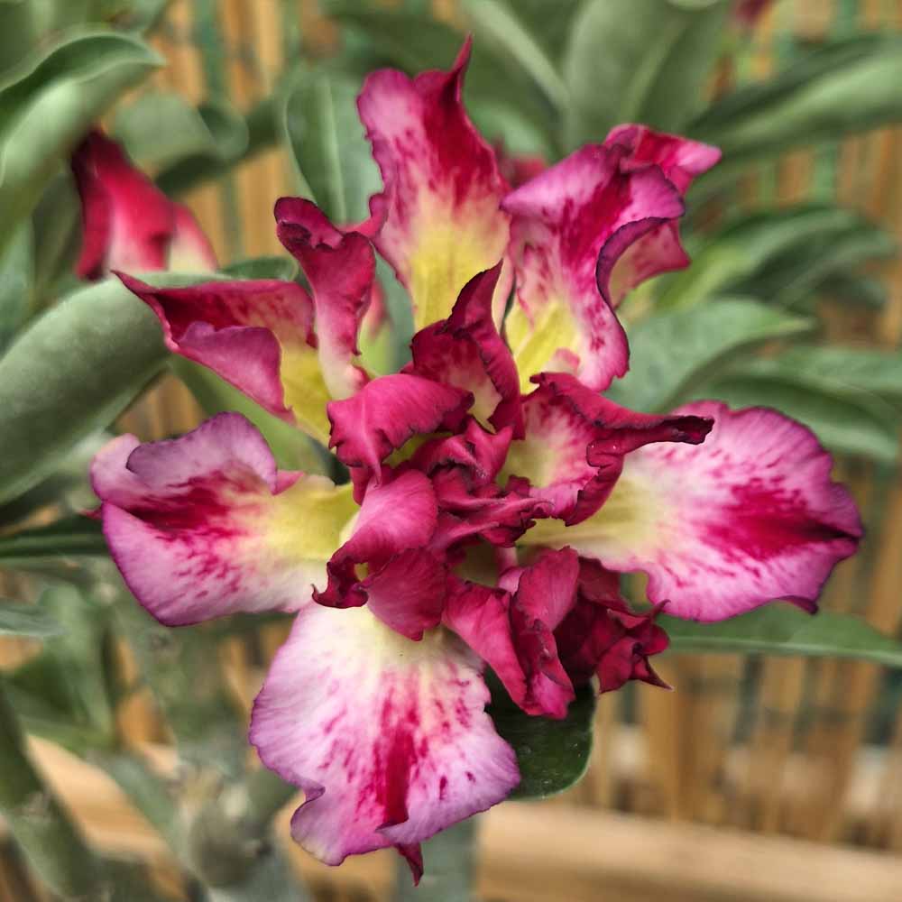 adenium hybrid fiore