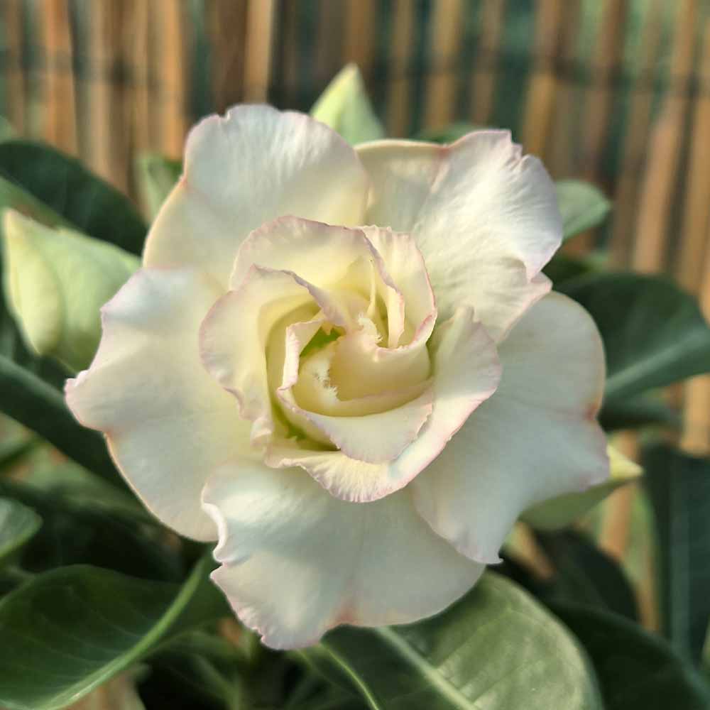 adenium hybrid fiore