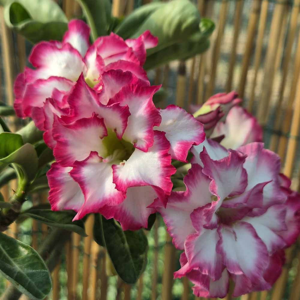 adenium rosso fiore