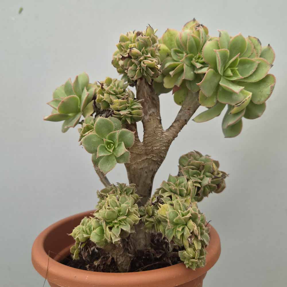 aeonium decorum crestato