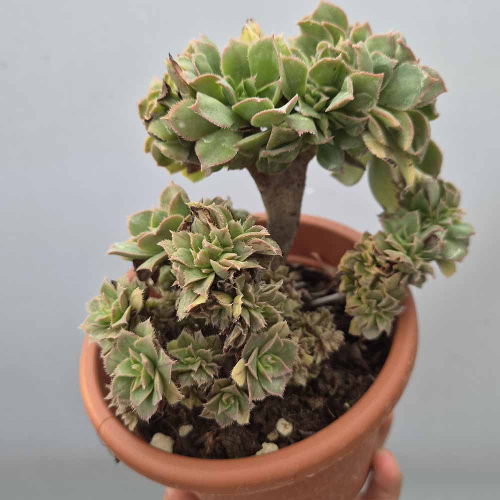 aeonium decorum crestato