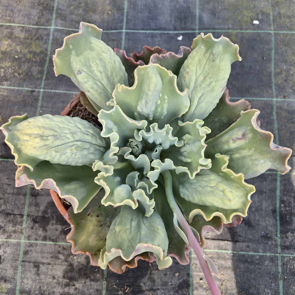 echeveria culibra cactus