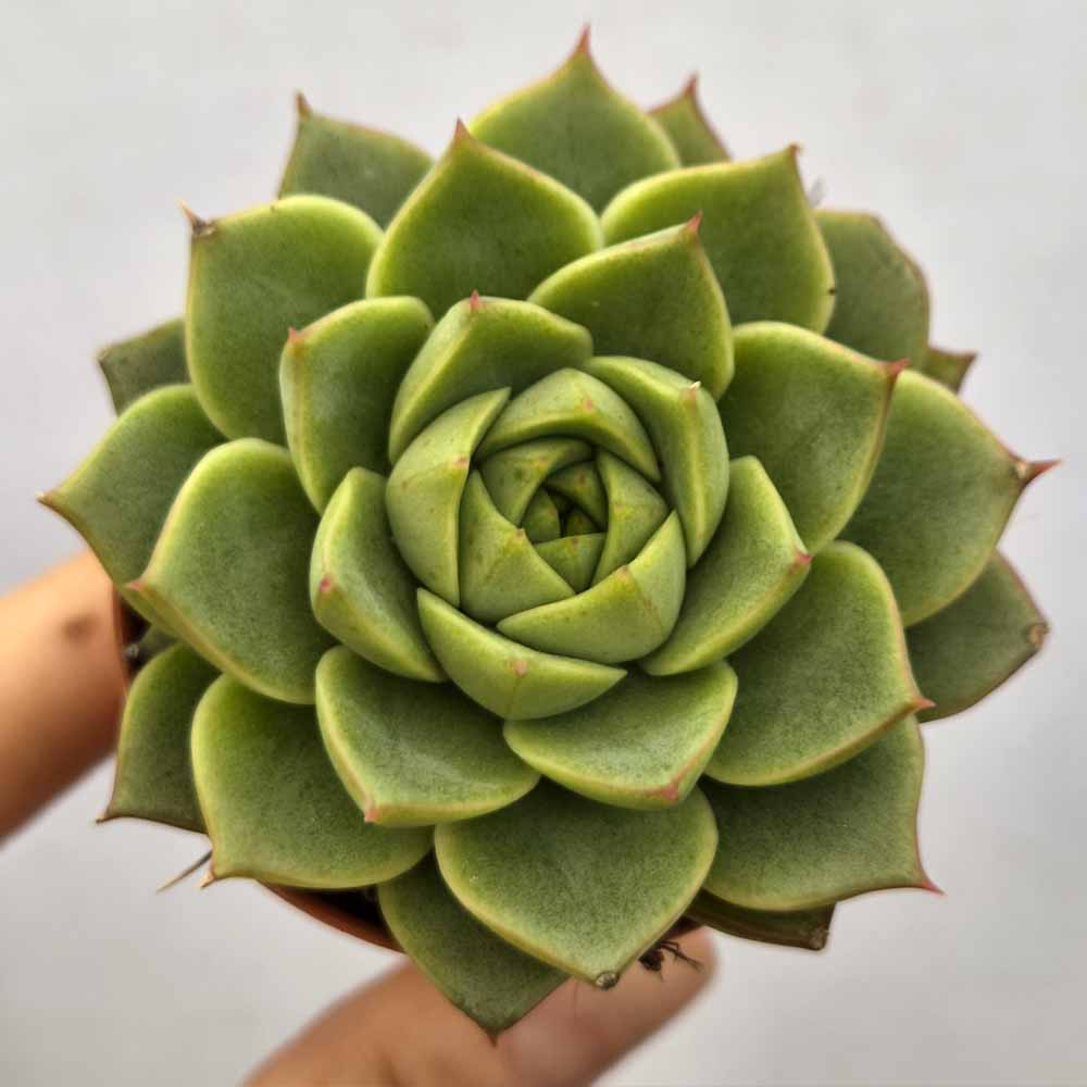 echeveria fabiola pianta