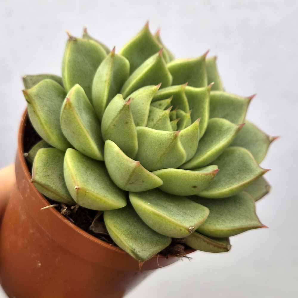 echeveria fabiola