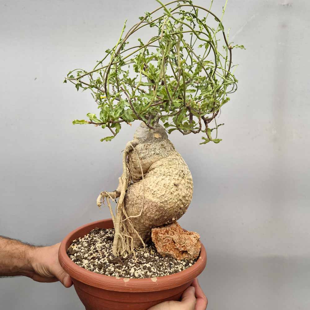 fockea edulis