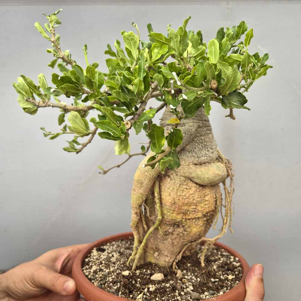 fockea edulis cactus